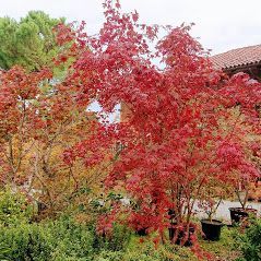 piante del vivaio a Torino Gardeland