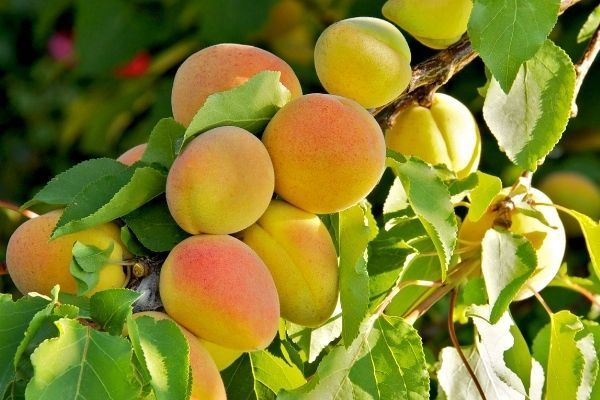 frutti del negozio per il giardinaggio a torino