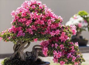 piante del vivaio a Torino Gardeland