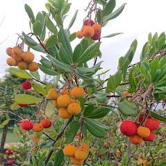 piante da frutto del vivaio a Torino Gardeland