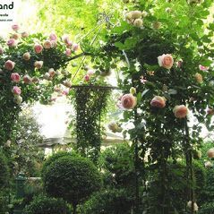 piante del vivaio a Torino Gardeland