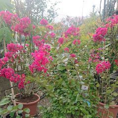 piante del vivaio a Torino Gardeland