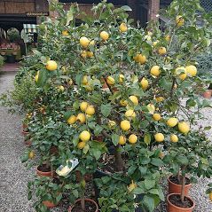 piante del vivaio a Torino Gardeland