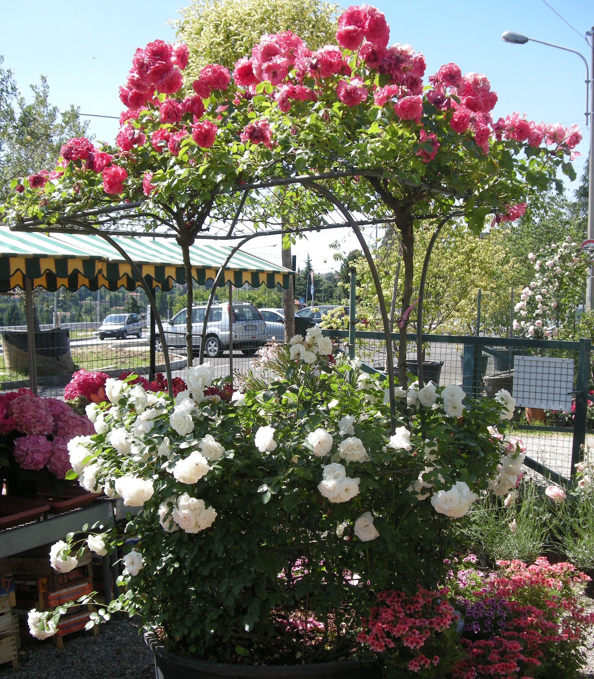 piante del vivaio a Torino Gardeland