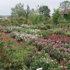 piante del vivaio a Torino Gardeland