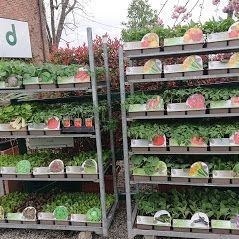 vendita piante e semi a Torino