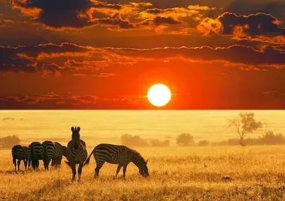 A herd of zebras grazing in a field at sunset.