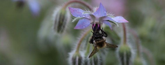 Eine Biene sitzt auf einer violetten Blume.