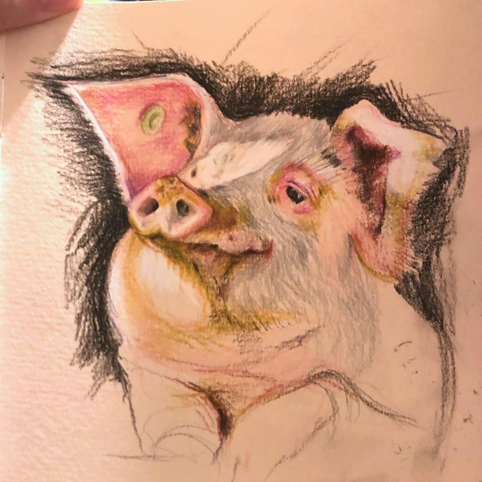 ritratto di un maiale a matite colorate