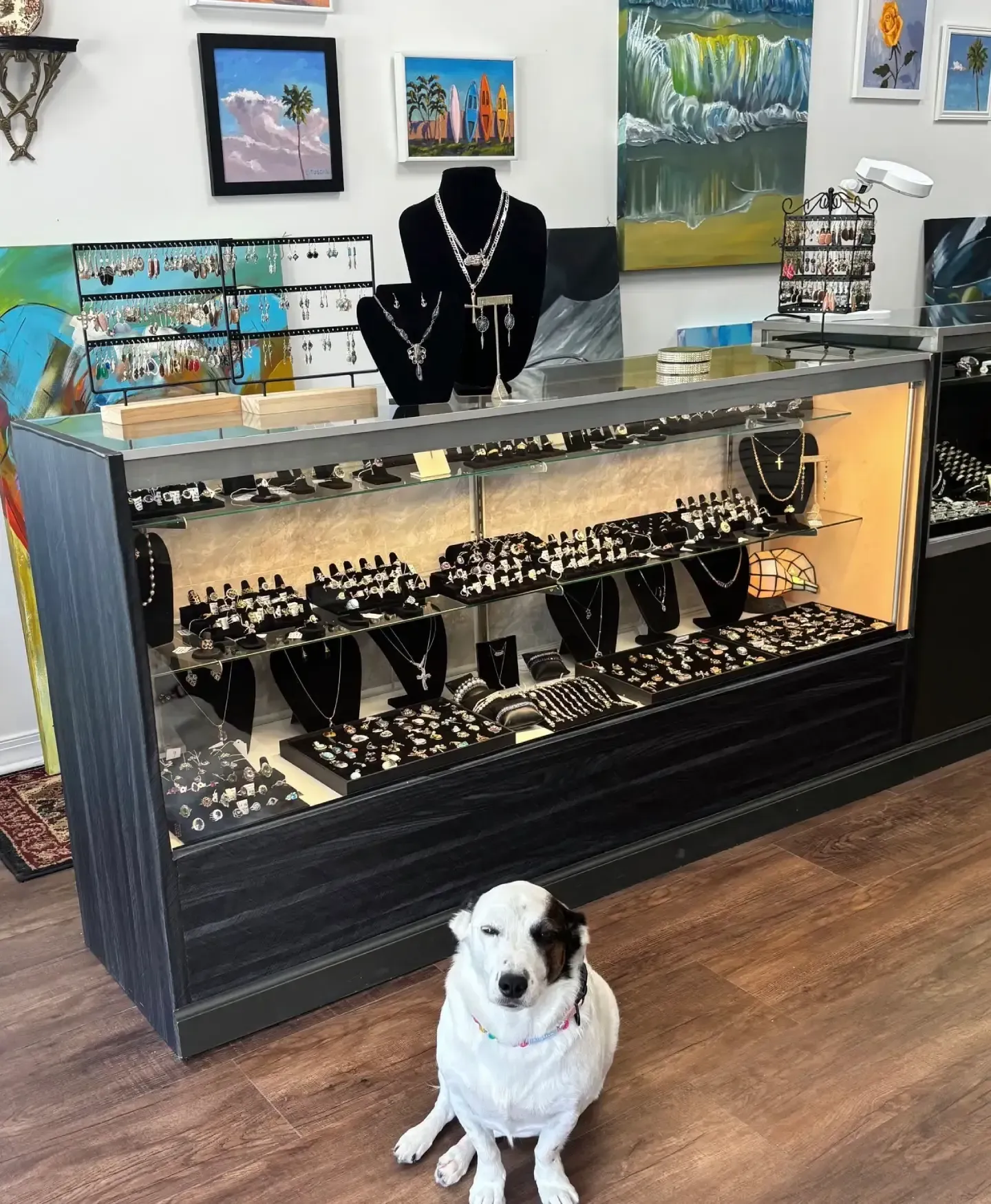 A white and black dog sits on a wooden floor in front of a glass jewelry display case filled with necklaces and rings.