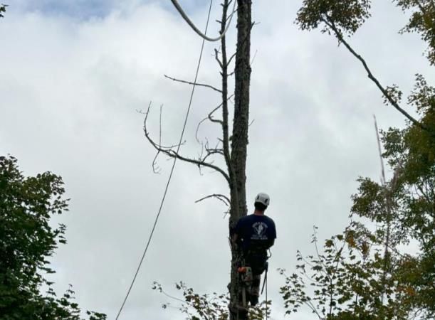 A man is climbing a tree with a harness on.
