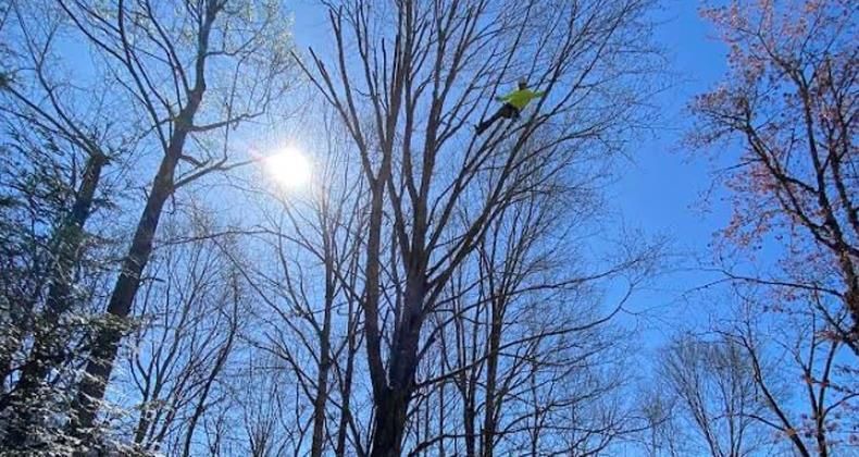 A man is cutting a tree in the woods with a chainsaw.