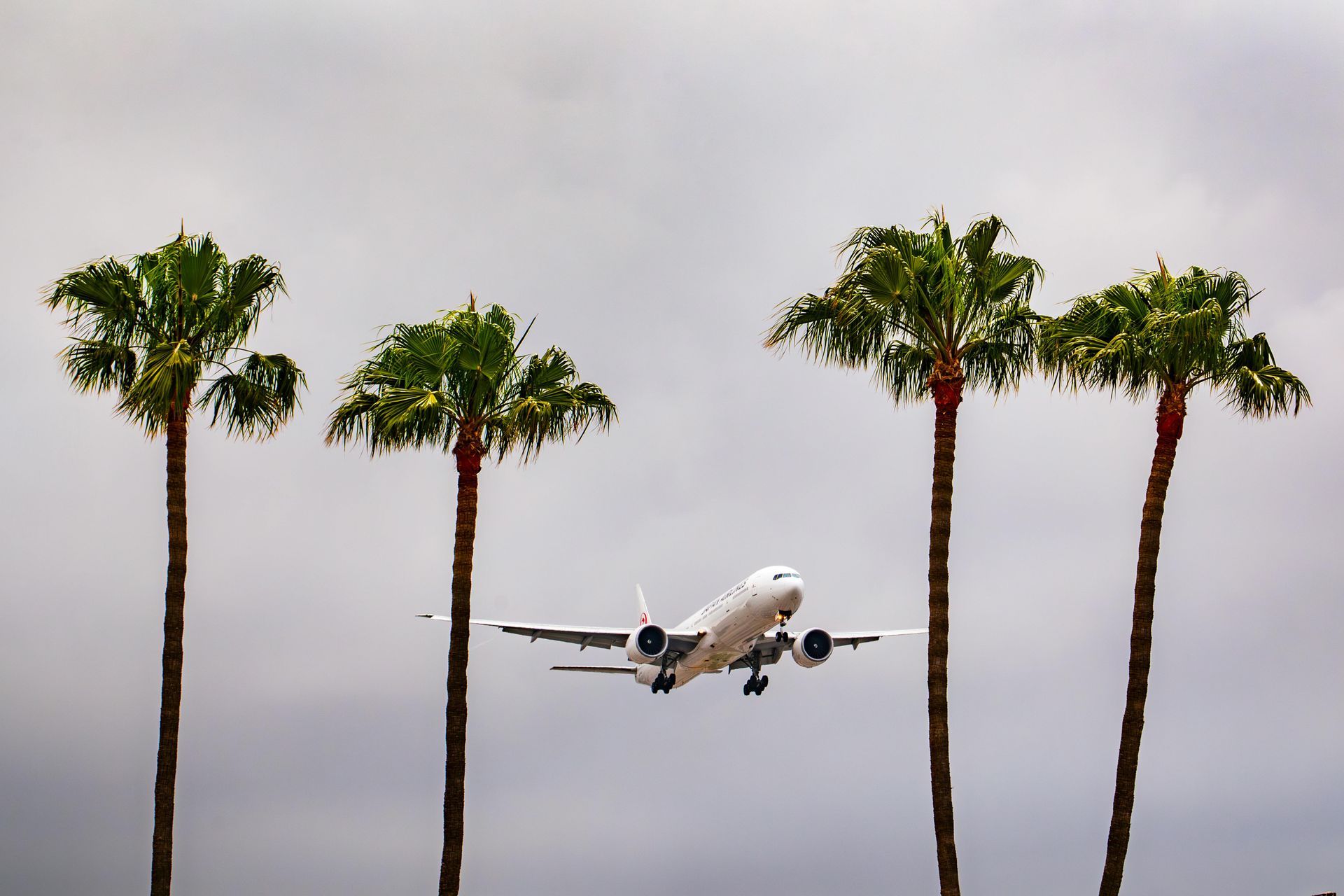 A plane is flying over a row of palm trees.