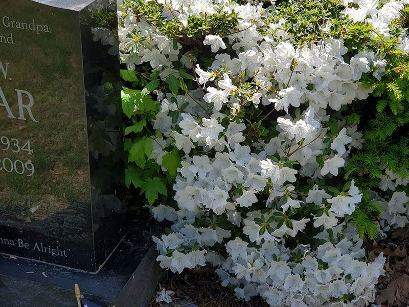 White Blossoms next to headstone