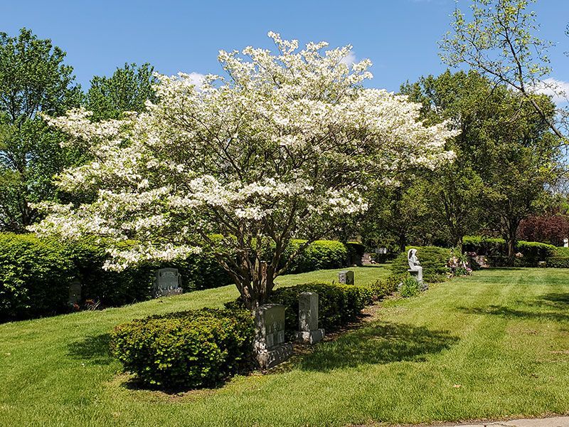 White Blossom Tree and headstones
