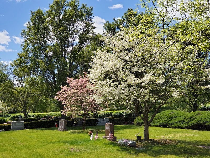 Pink & White Blossoms trees Cemetery grounds