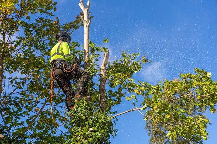 Professional arborist in safety gear climbs a maple tree