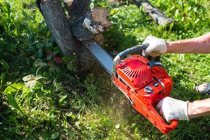 A man with a chainsaw is sawing a tree on a plot