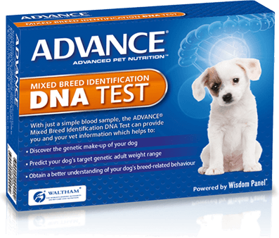 penrith dna breed test