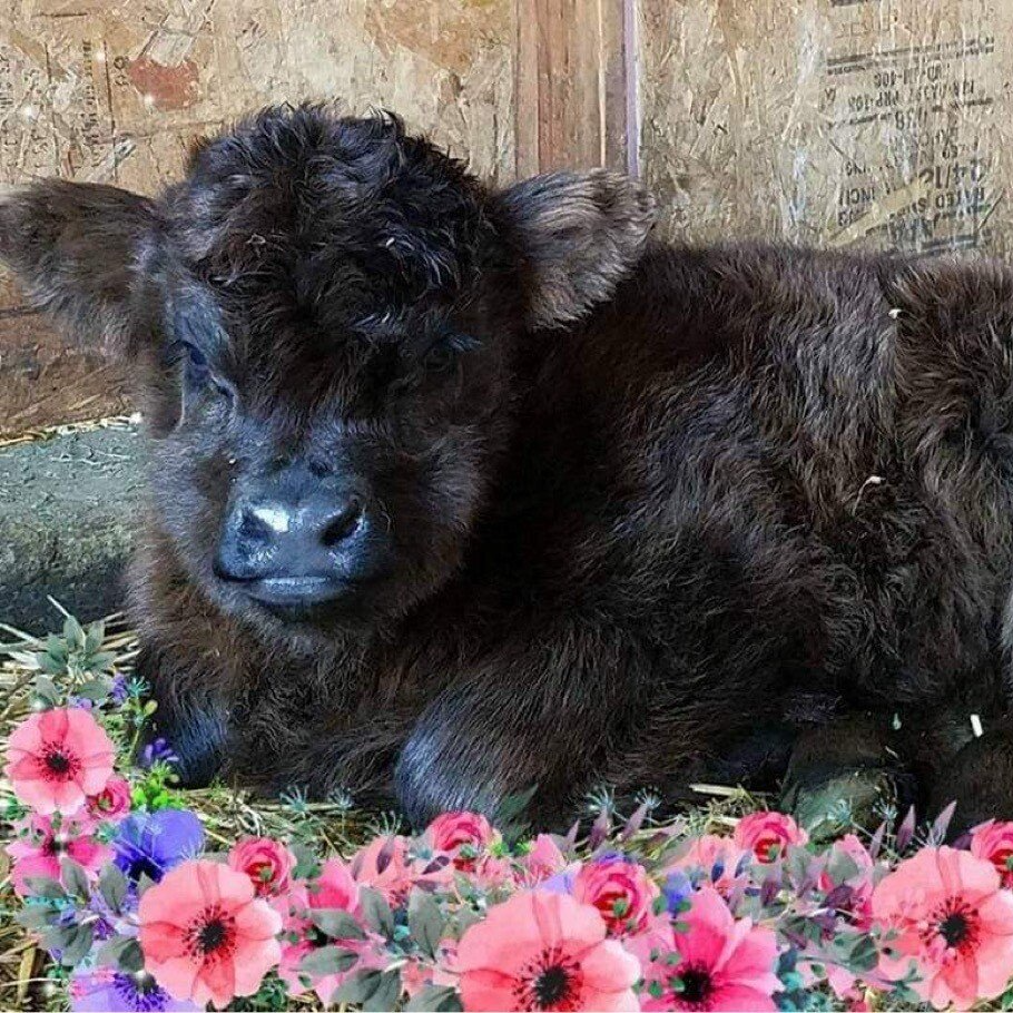 Scottish Highland