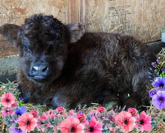 Miniature Highlands - Why and Why Not! — Koolah Creek Highland Cattle