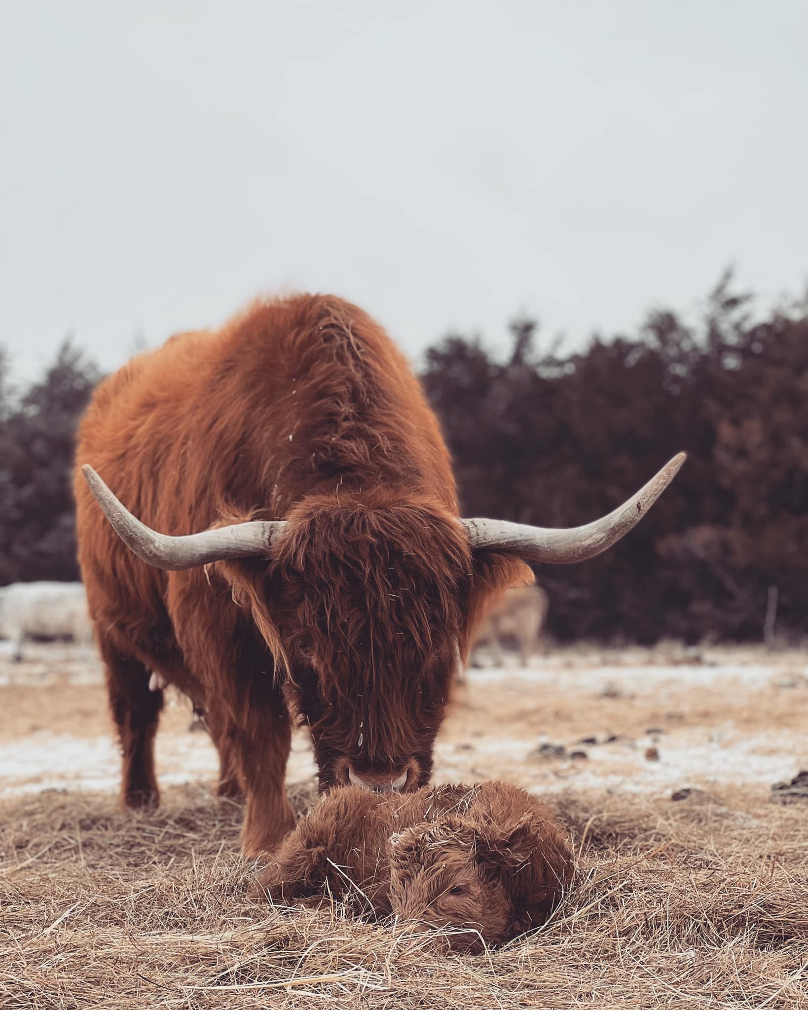 A fluffy, brown Highland cow stands over a small, curled-up calf in a field with trees in the background.