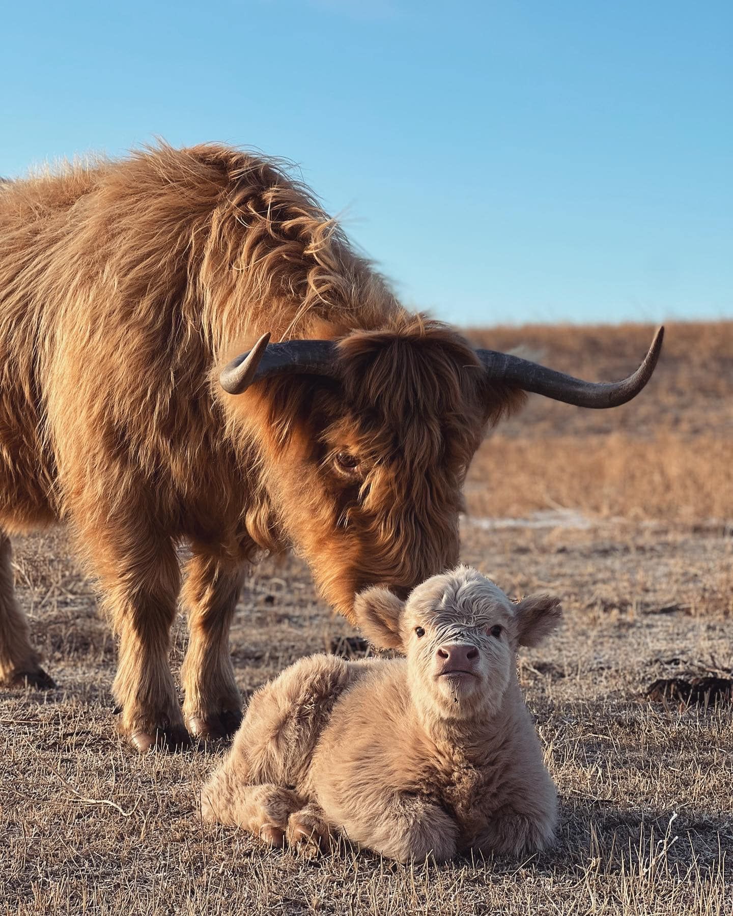 Highland cow with long, shaggy brown fur and curved horns watches over a fluffy, light-brown calf lying in a field.