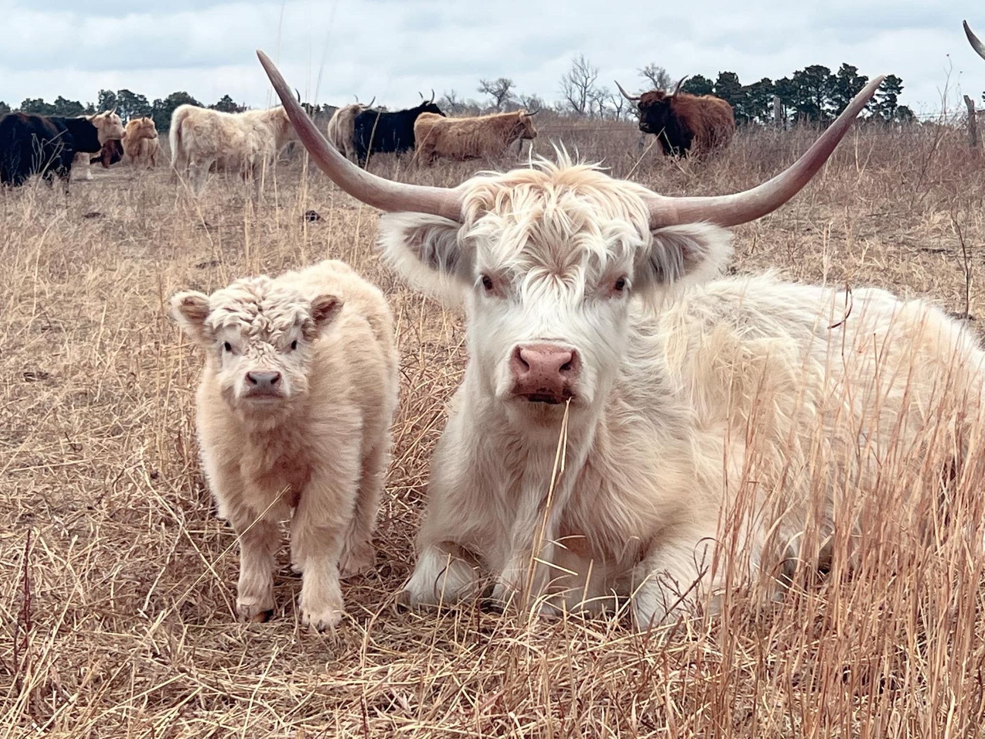 A fluffy white Highland cow and calf resting in a field of dry grass, with other cows in the background.