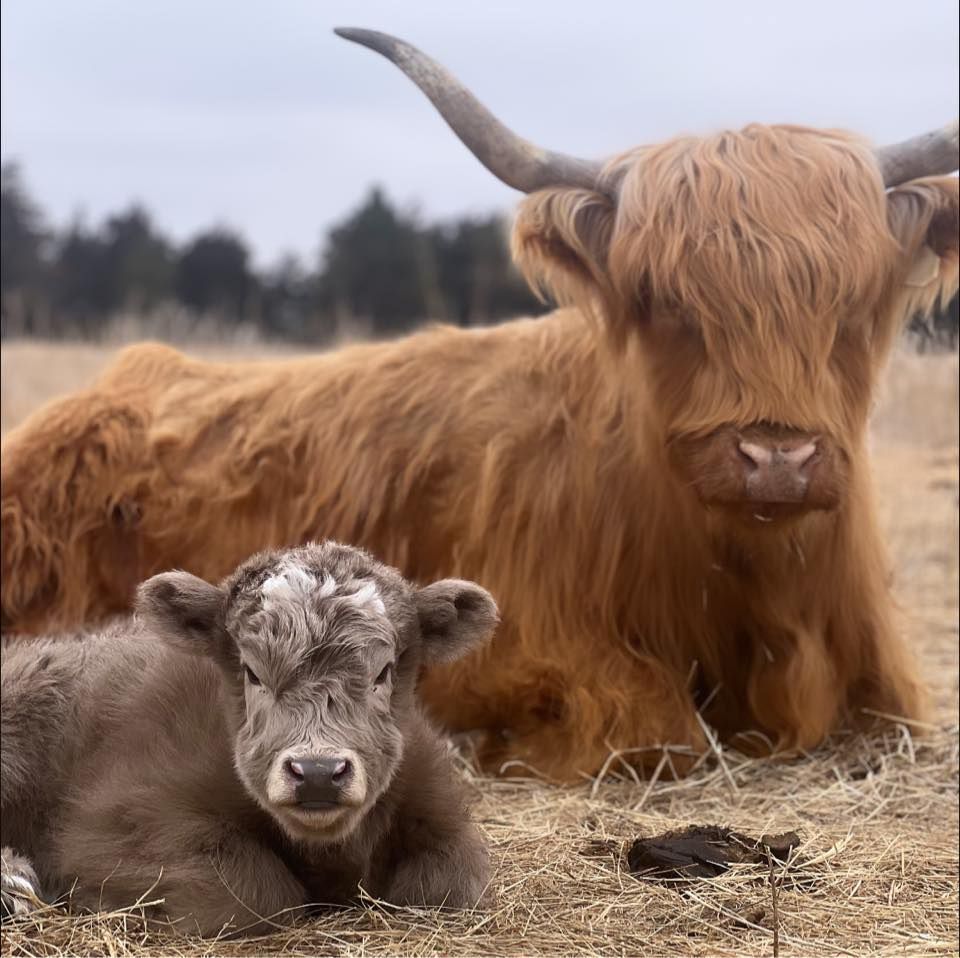 Highland cow and calf resting in a field. The cow is brown and has large horns. The calf is gray.