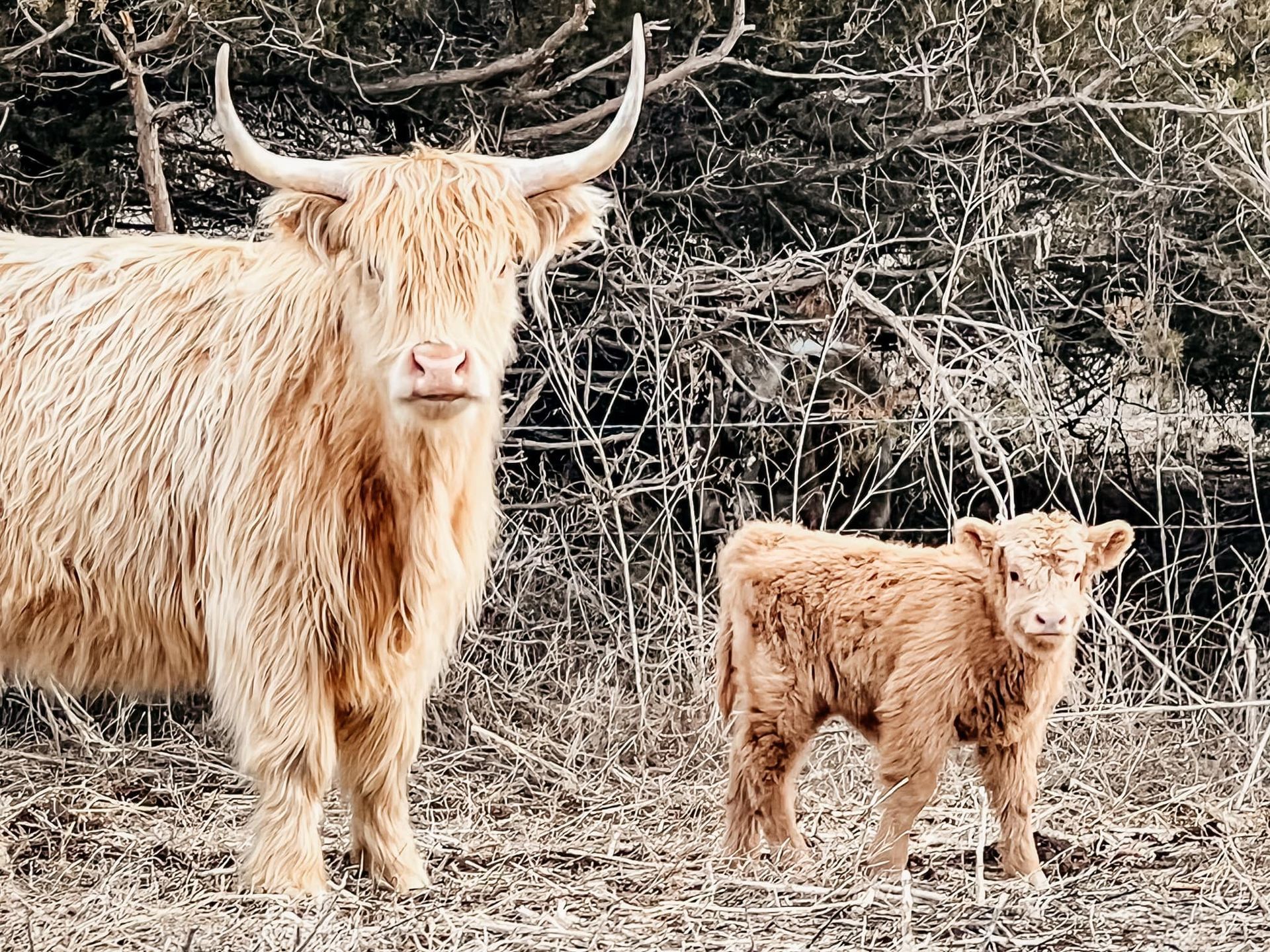 Highland cow and calf standing in a grassy field, both with long, reddish-tan fur.