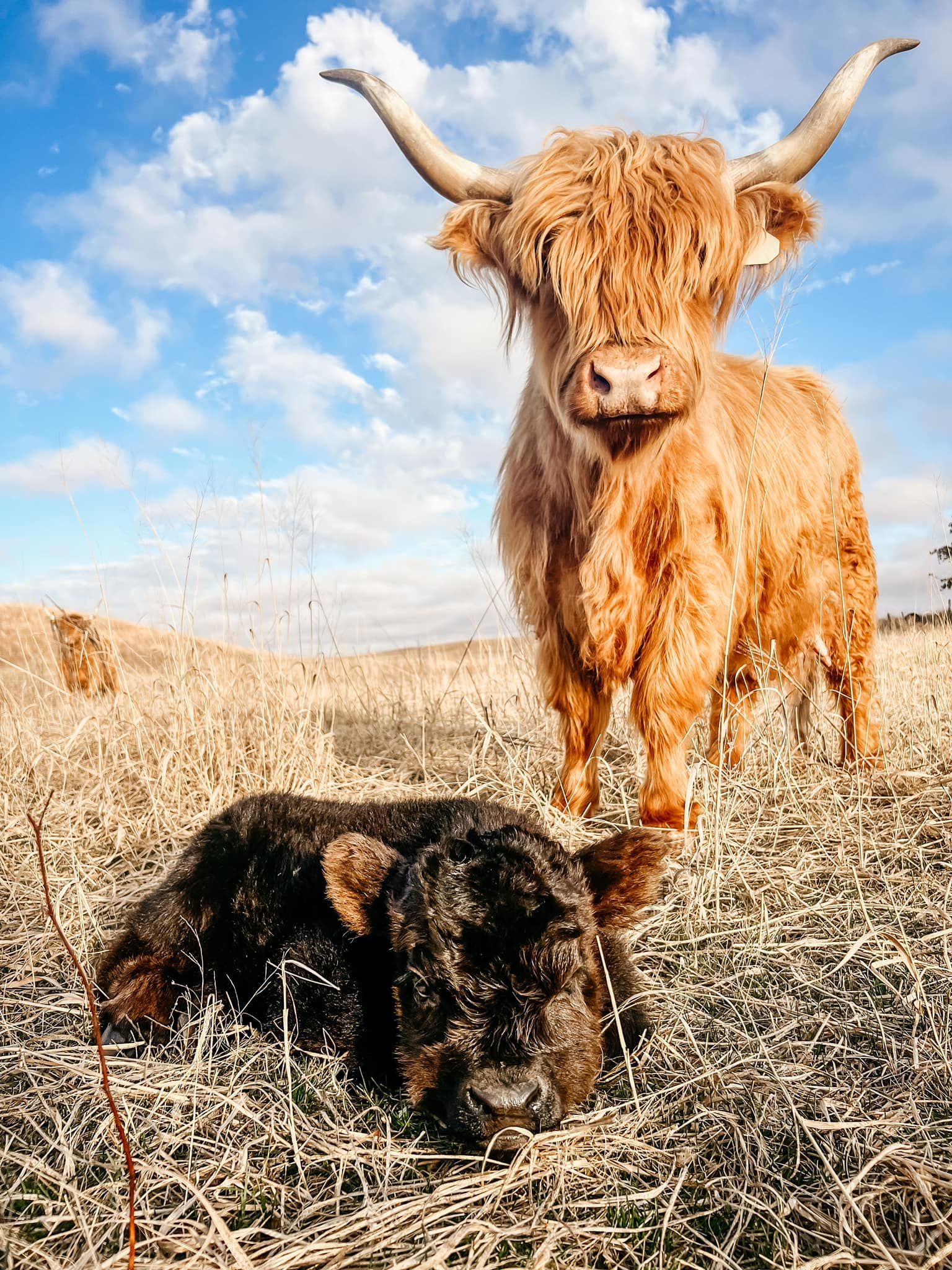 Highland cow stands over a resting black calf in a field under a blue sky.