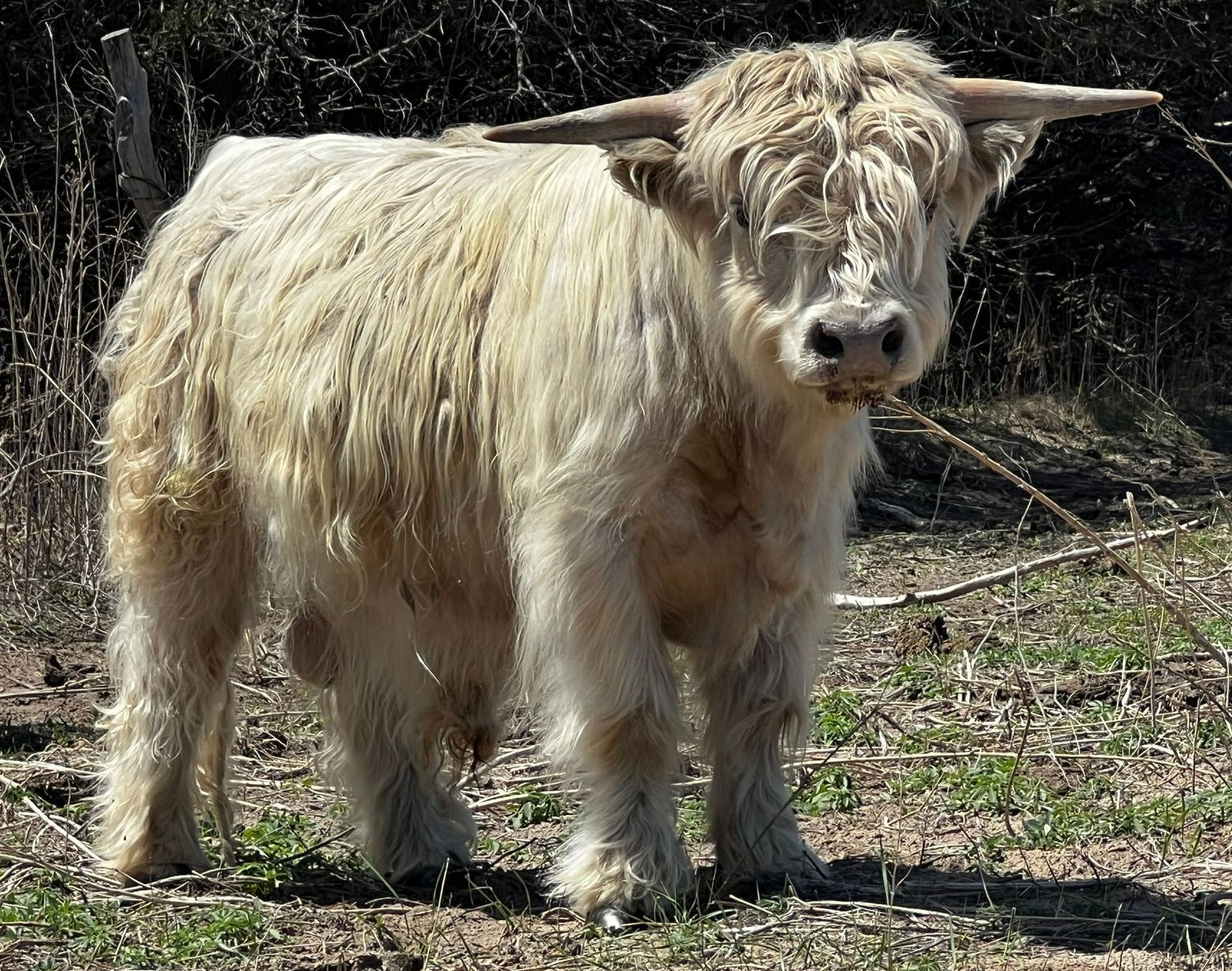 White Highland cow standing in a grassy field, with small curved horns and shaggy fur.