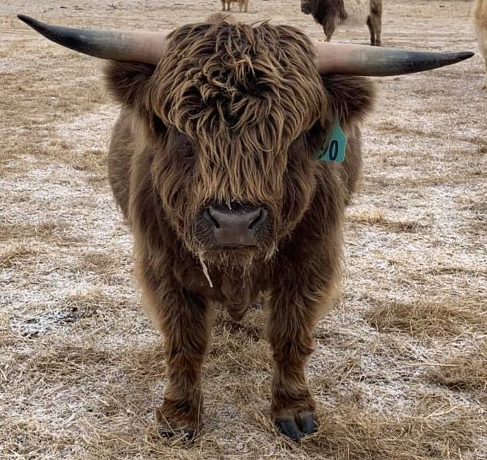 Brown Highland cow with long horns and shaggy fur stands on a field.