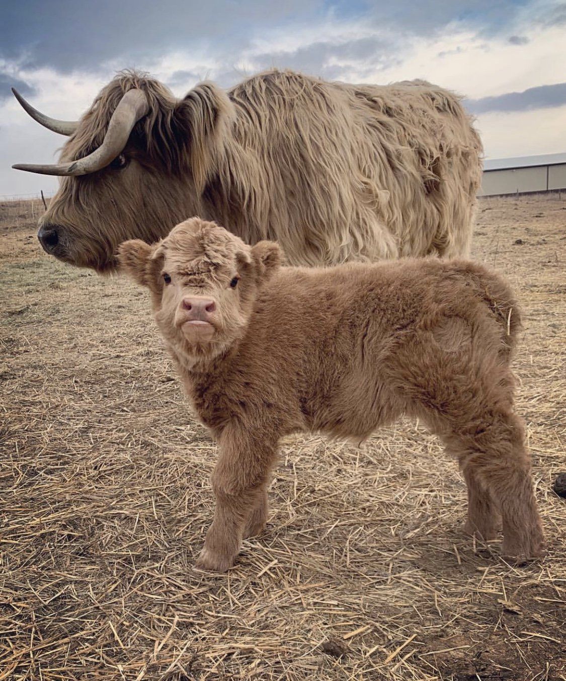 mini highland cow price