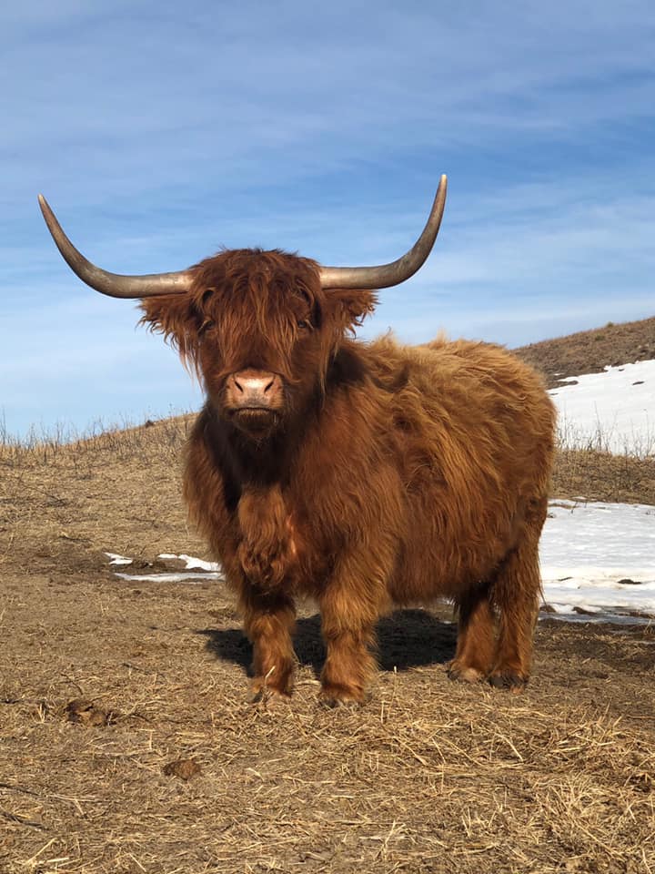 Highland cow with long horns and brown fur standing on dry grass, blue sky background.