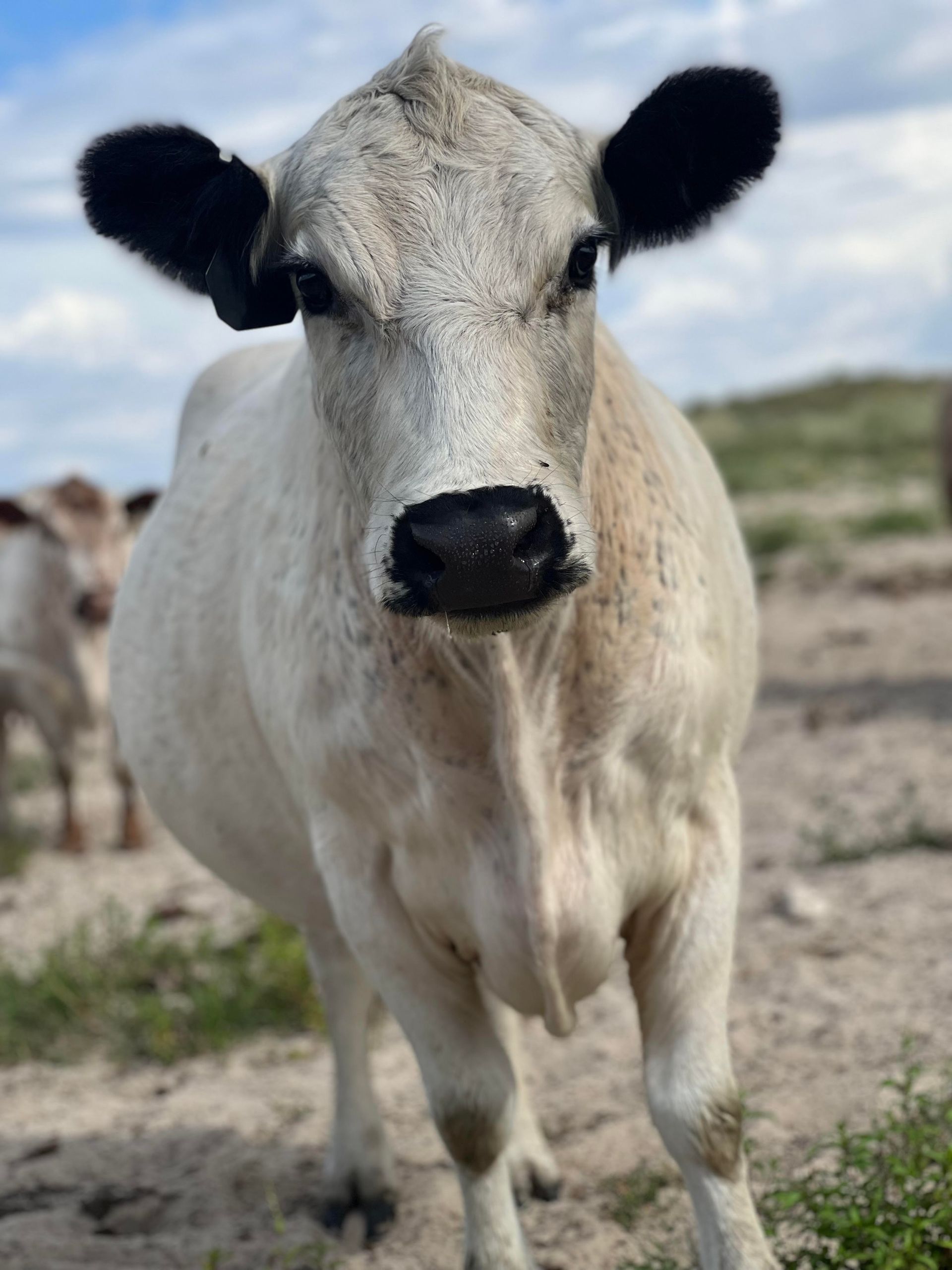 White cow with black ears stares directly at the camera in a field.