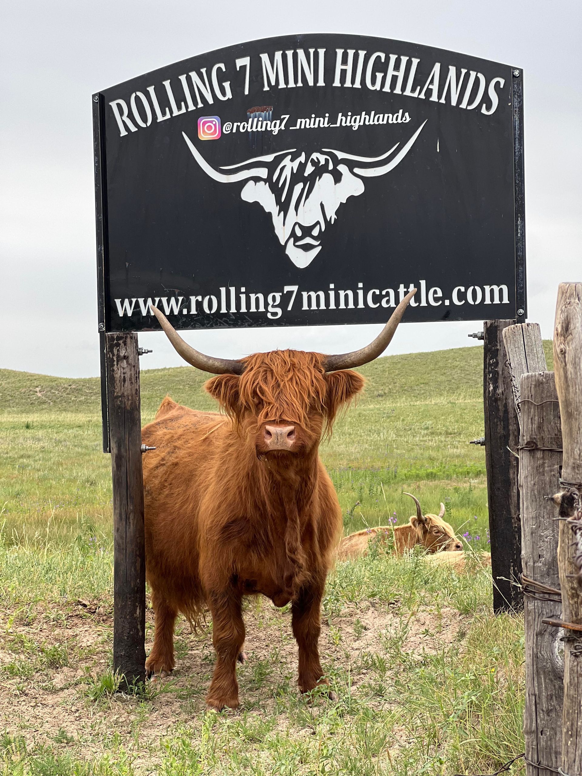 Highland cow stands under a sign for Rolling 7 Mini Highlands, outdoors.
