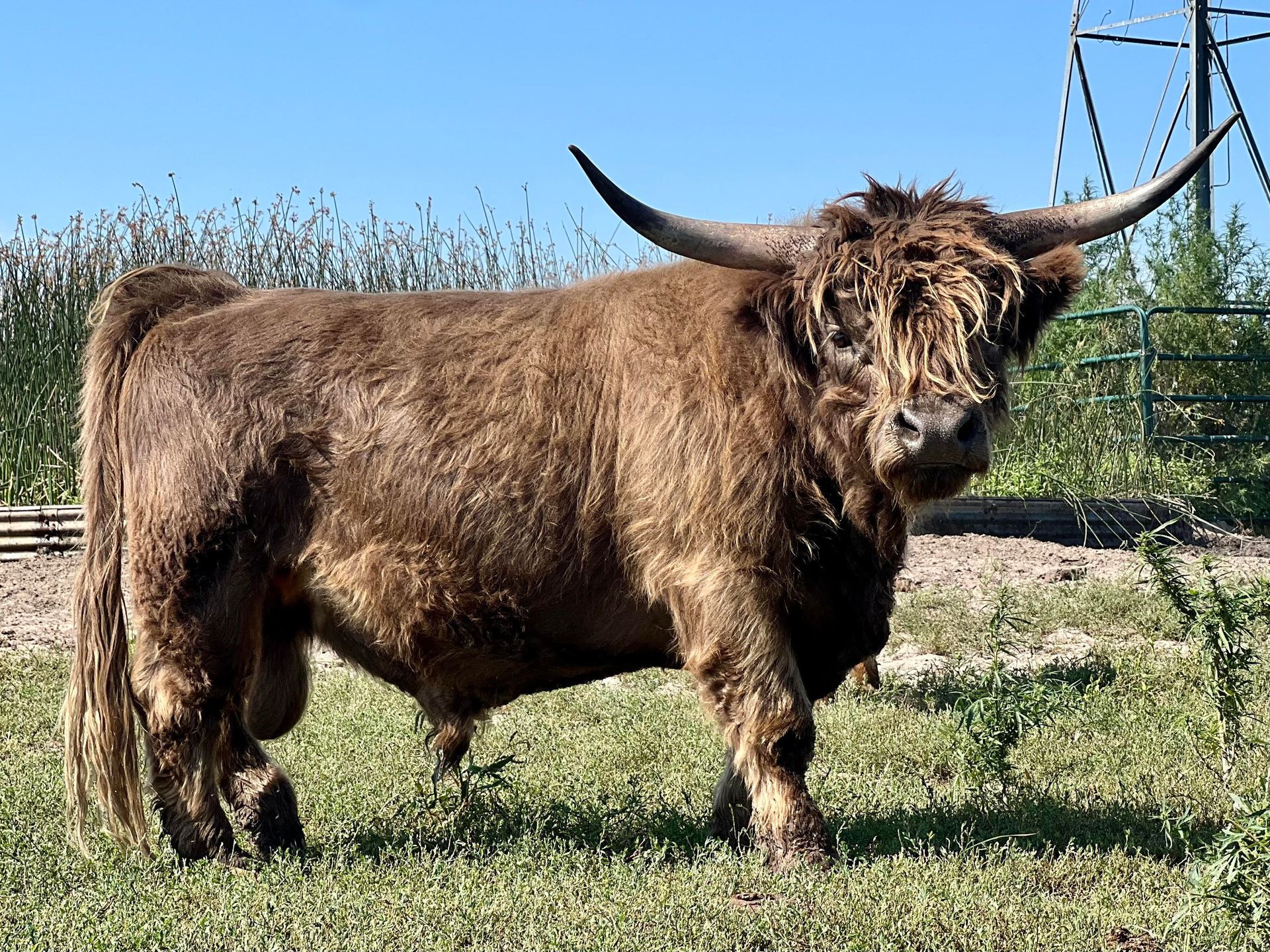 Brown Highland bull with long horns stands in a grassy field under a blue sky.
