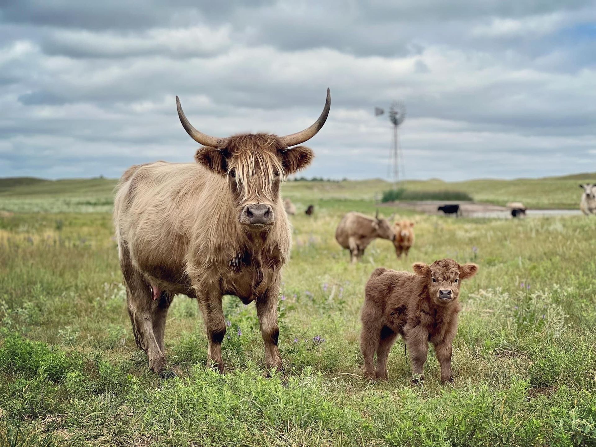 Highland cow and calf stand in a grassy field with other cows, cloudy sky, and a windmill.