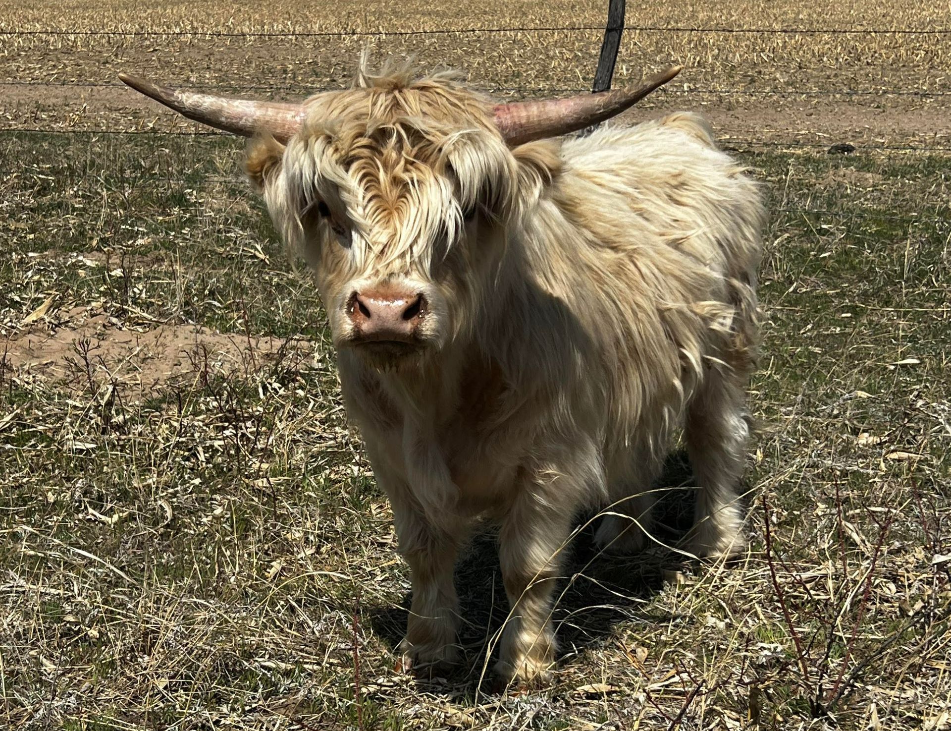 Highland cow with long, light-colored shaggy fur and curved horns standing in a grassy field.