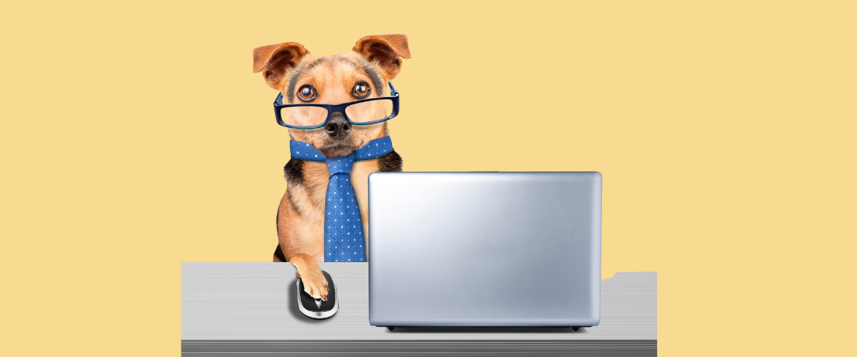 funny dog wearing glasses and a tie is sitting at a desk in front of a laptop computer .
