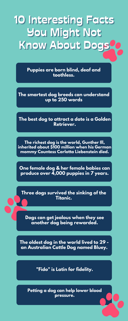 10 interesting facts about dogs
