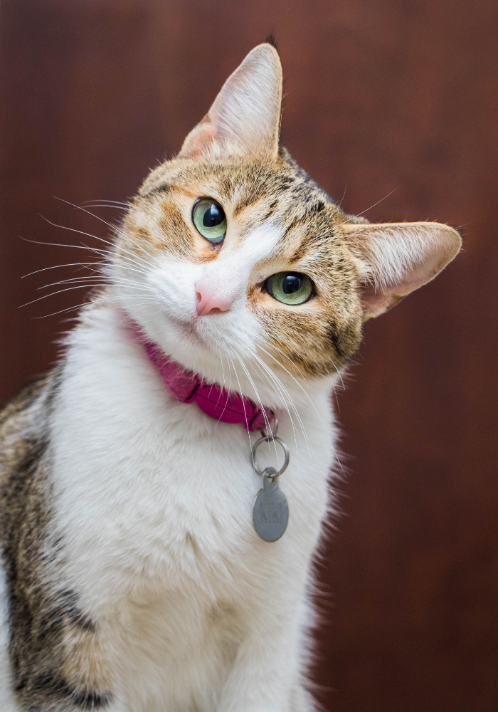 a cat wearing a pink collar and a tag is looking at the camera .
