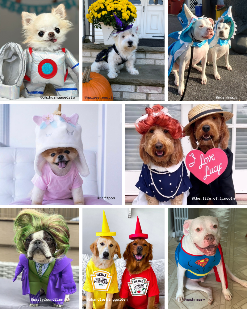 a collage of pictures of dogs dressed up in costumes .