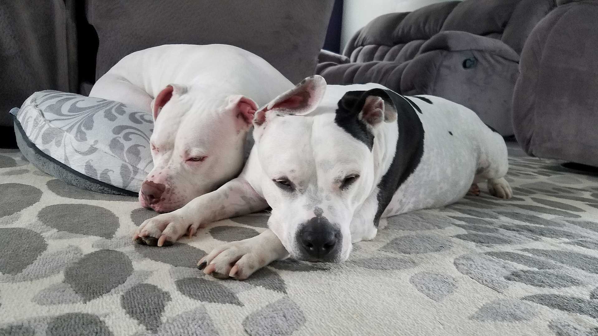 Two white dogs are laying next to each other on a rug.