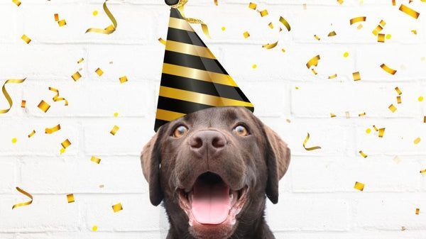 a brown dog wearing a party hat is surrounded by confetti .