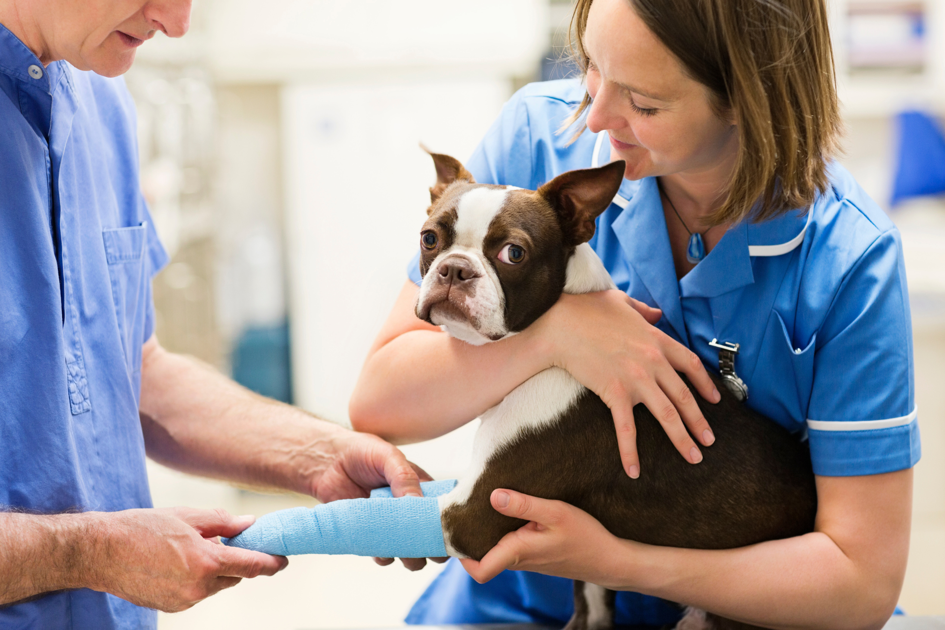a dog with a bandage on its leg is being examined by a veterinarian .