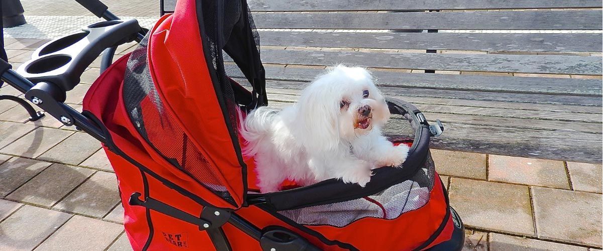 A small white dog is sitting in a red stroller.