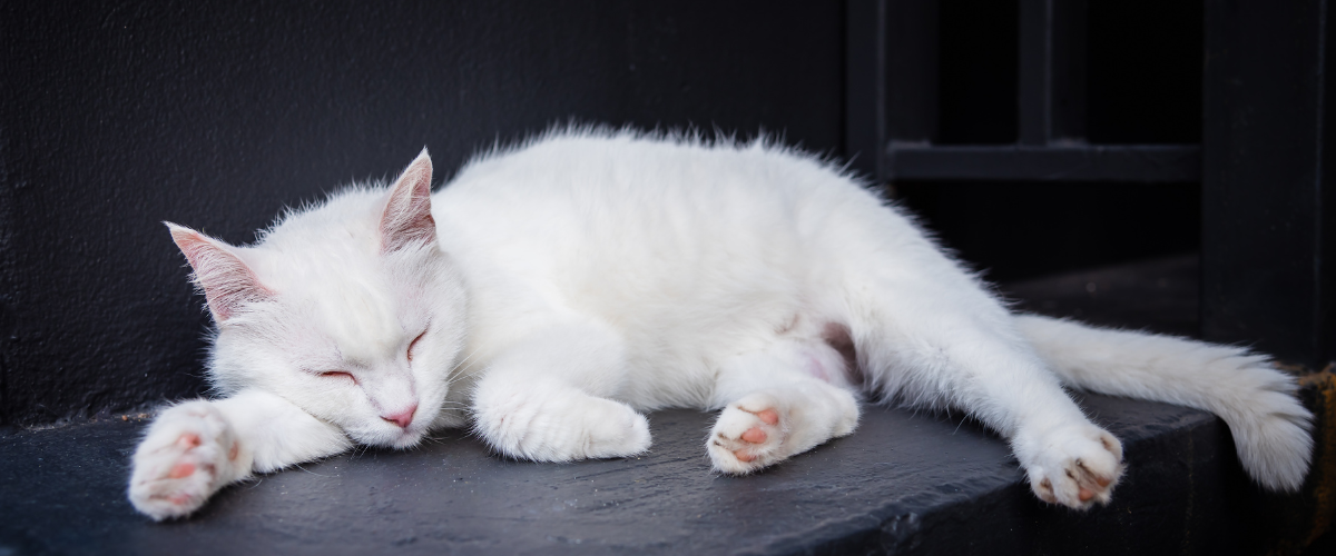 A white cat is sleeping on a black surface.