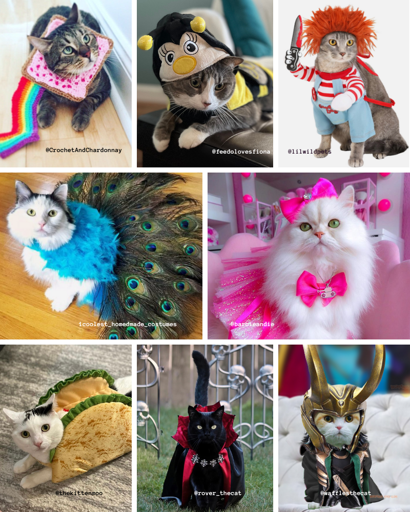 a collage of pictures of cats dressed up in costumes